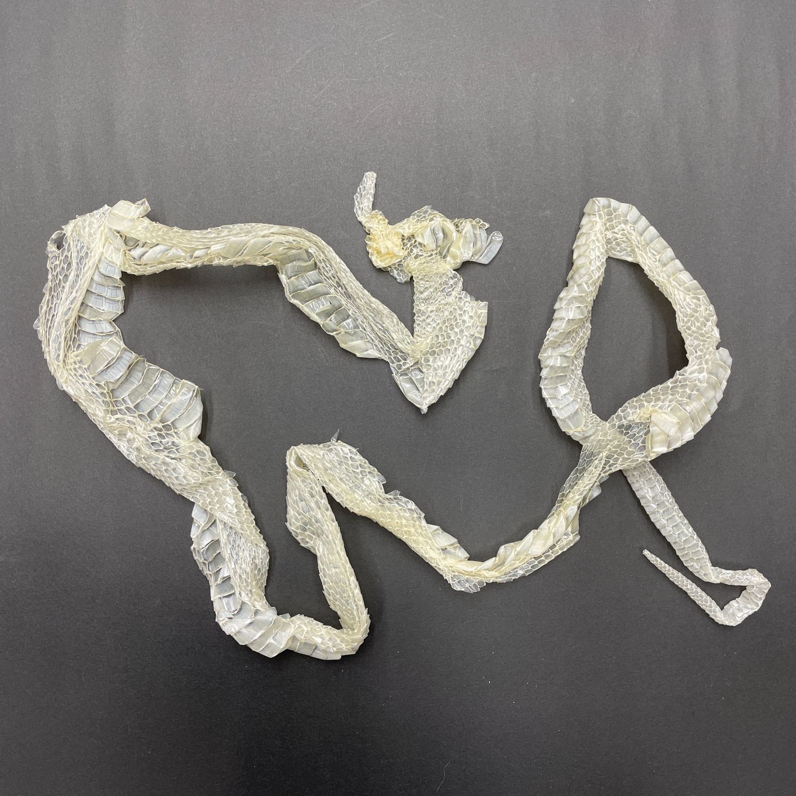 白蛇の抜け殻 3匹分セット 開運 縁起物 金運 ヘビの抜け殻 まとめ売り