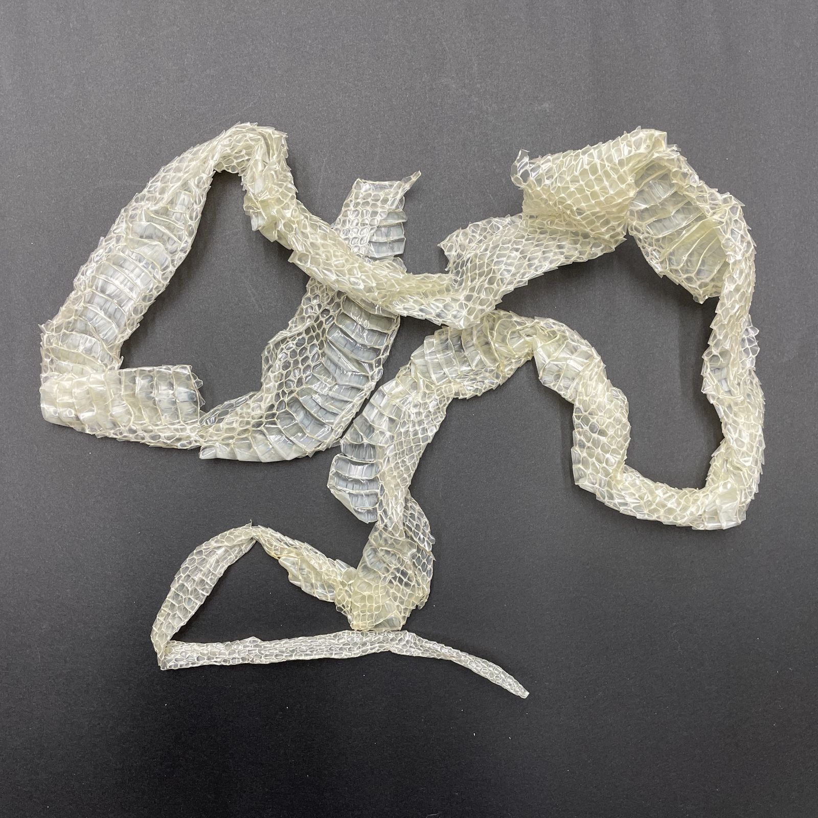  白蛇の抜け殻 3匹分セット 開運 縁起物 金運 ヘビの抜け殻 T-7 その他 手芸素材 材料