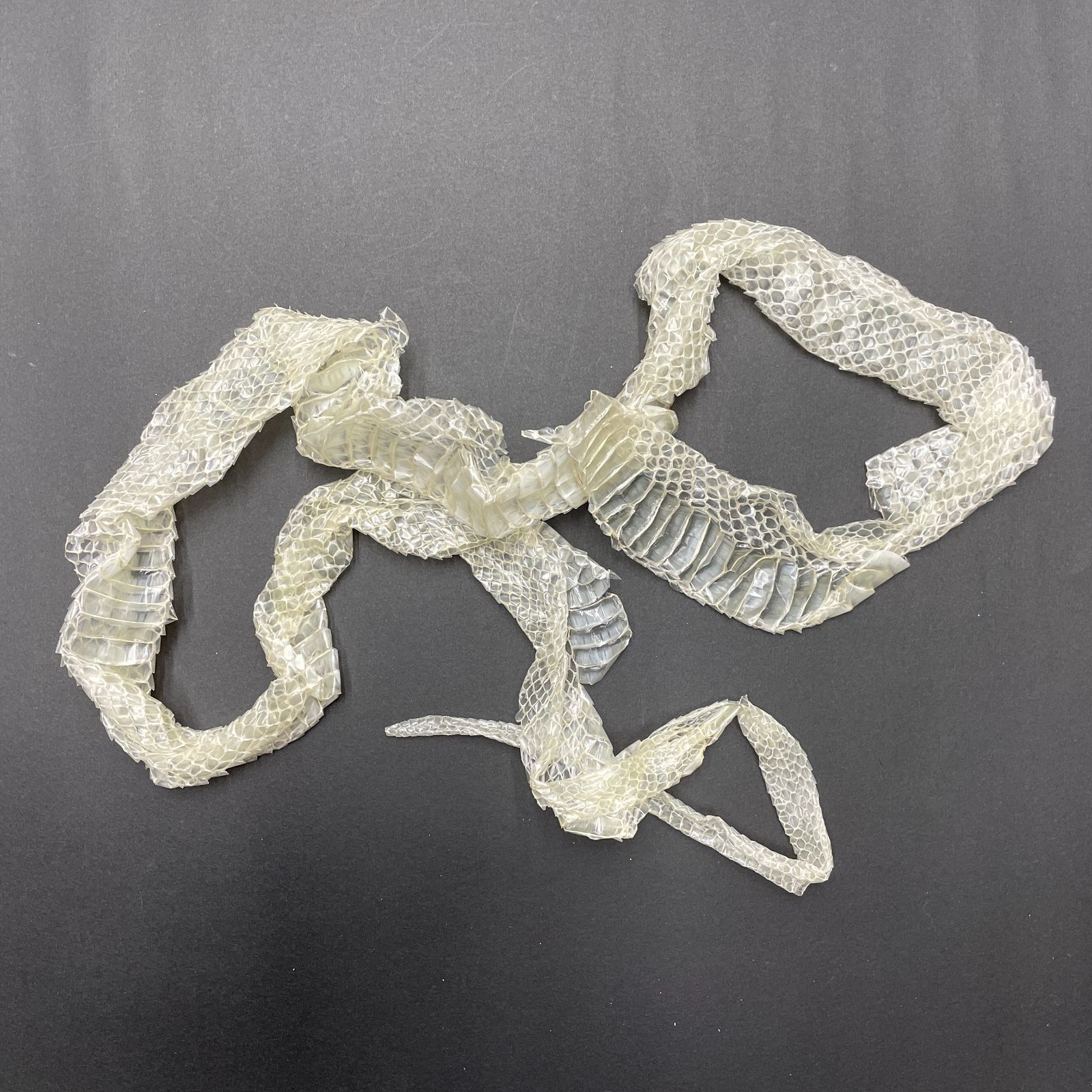 白ヘビの抜け殻まとめ売り 白蛇の抜け殻 3匹分セット 開運 縁起物 金運 ヘビの抜け殻 まとめ売り