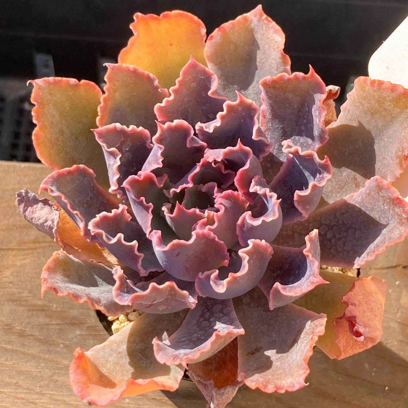 【新入荷】エケべリア　韓国苗　マドレ デル スール　多肉植物 　s_6114 新入荷｜送料込】エケベリア 韓国苗 マドレ デル スール｜チャンフィー