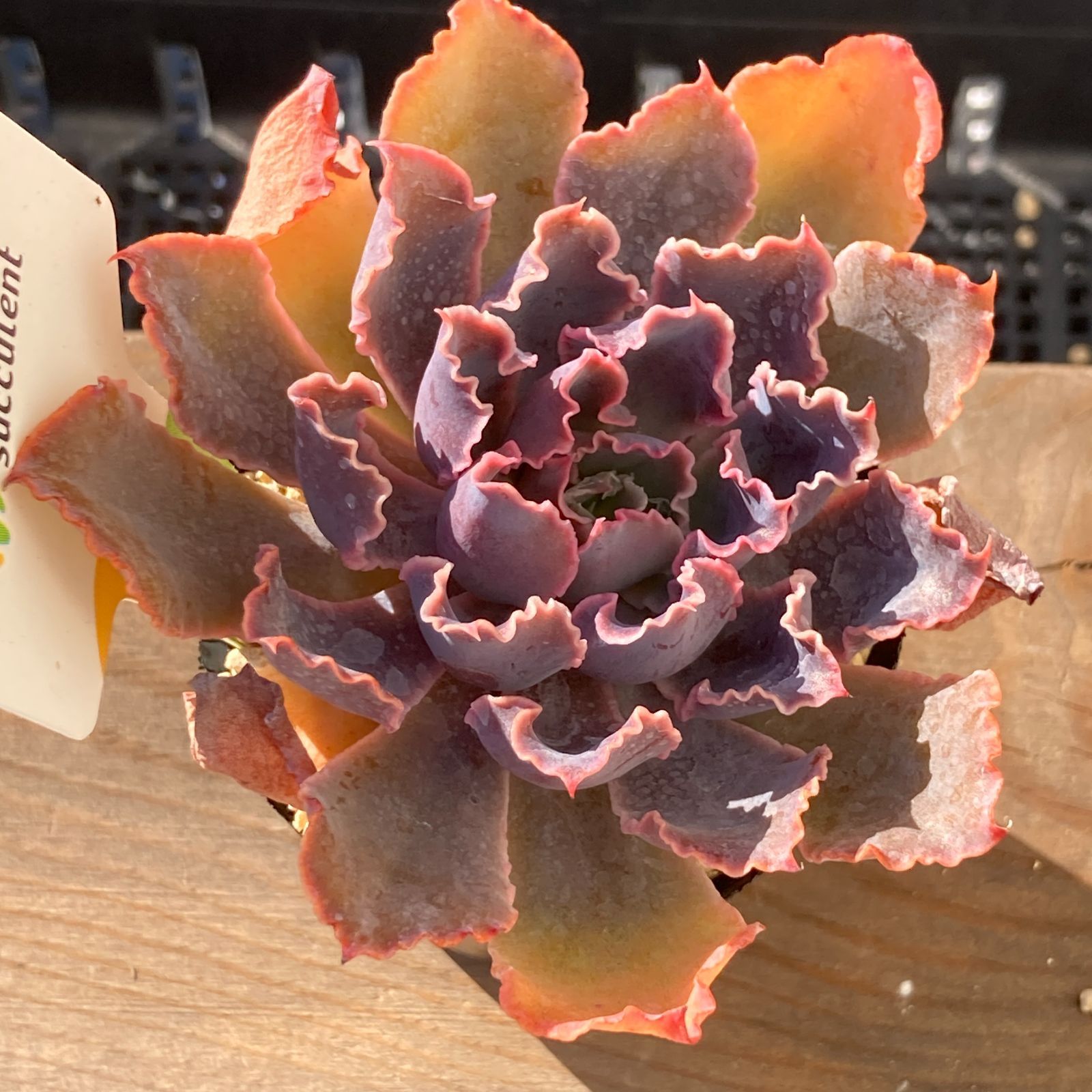 新入荷｜送料込】エケベリア 韓国苗 マドレ デル スール｜チャンフィー