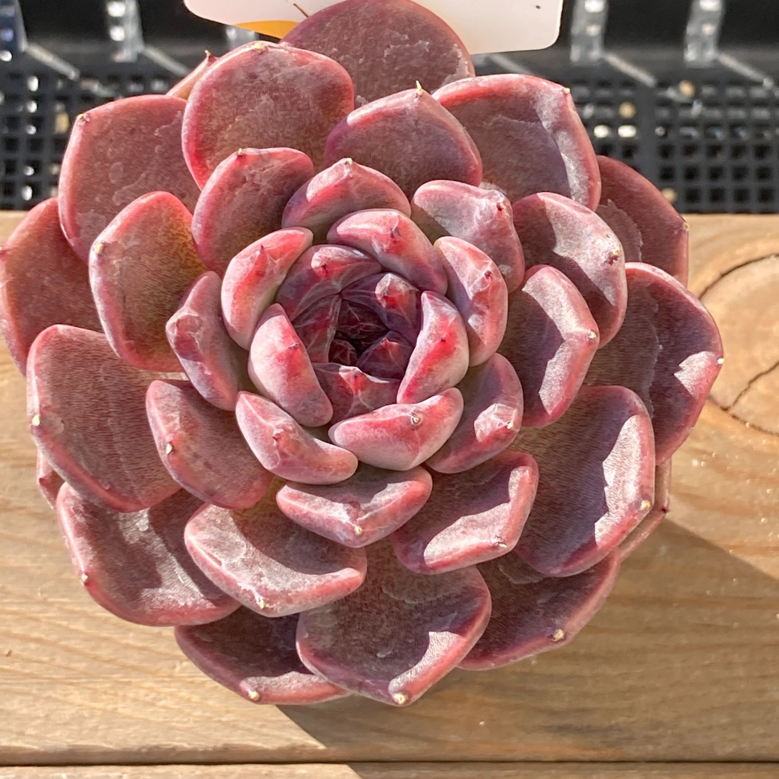 【新作】エケべリア　韓国苗　ブラックチェリー 大苗　多肉植物 新入荷｜送料込】エケべリア 韓国苗 ブラックチェリー 大苗｜チャン