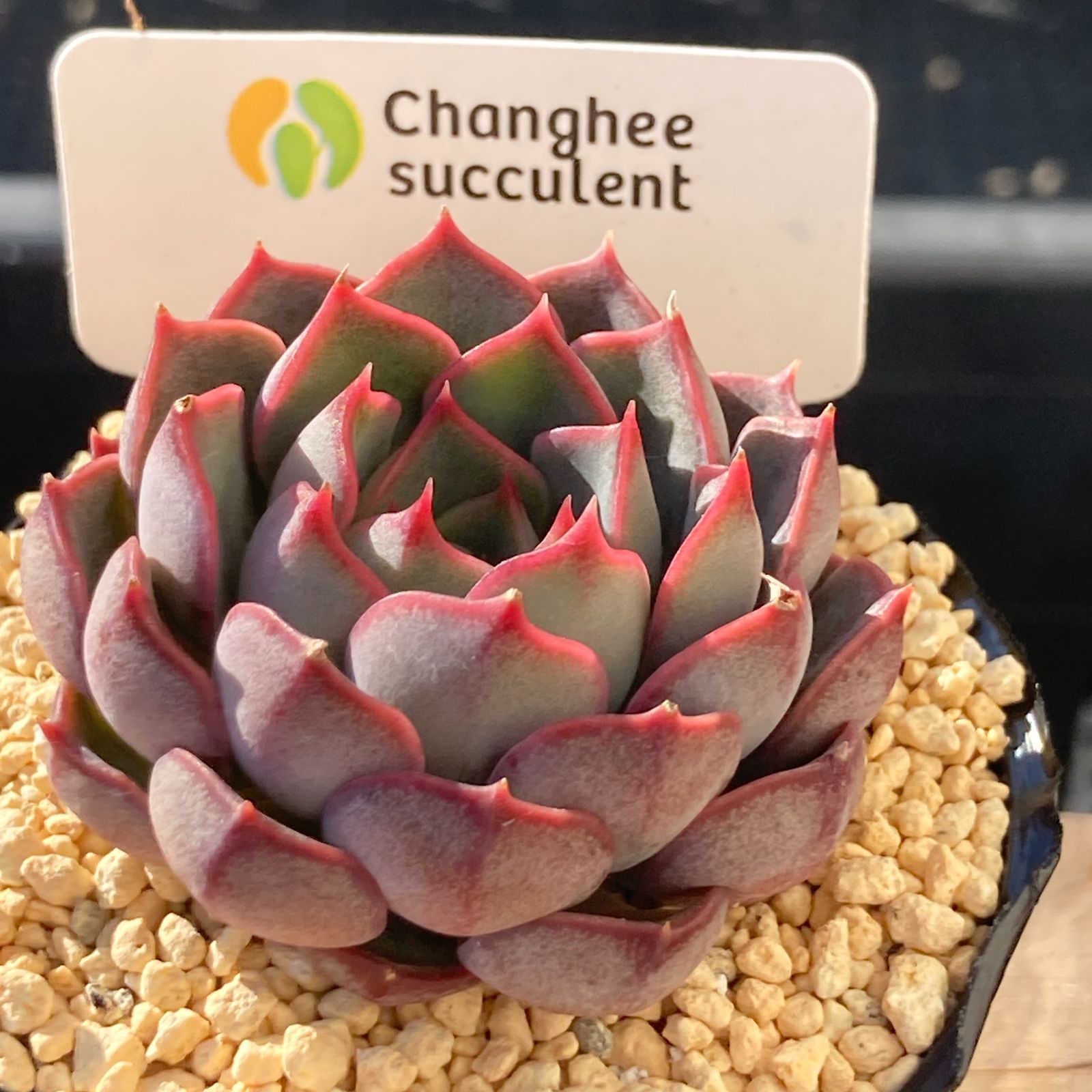 新入荷｜送料込】エケべリア 韓国苗 マルーンヒル｜チャンフィー苗