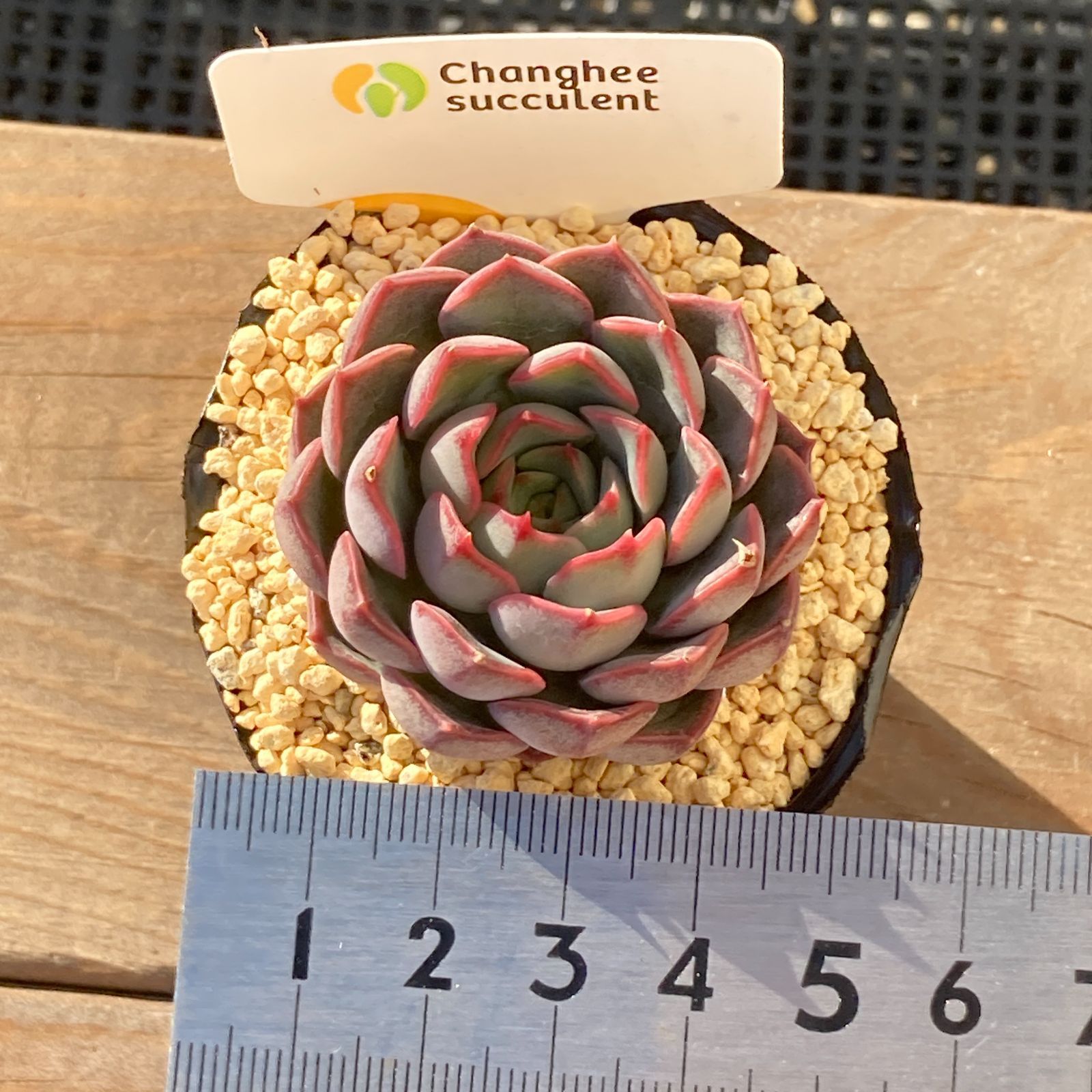 新入荷｜送料込】エケべリア 韓国苗 マルーンヒル｜チャンフィー苗