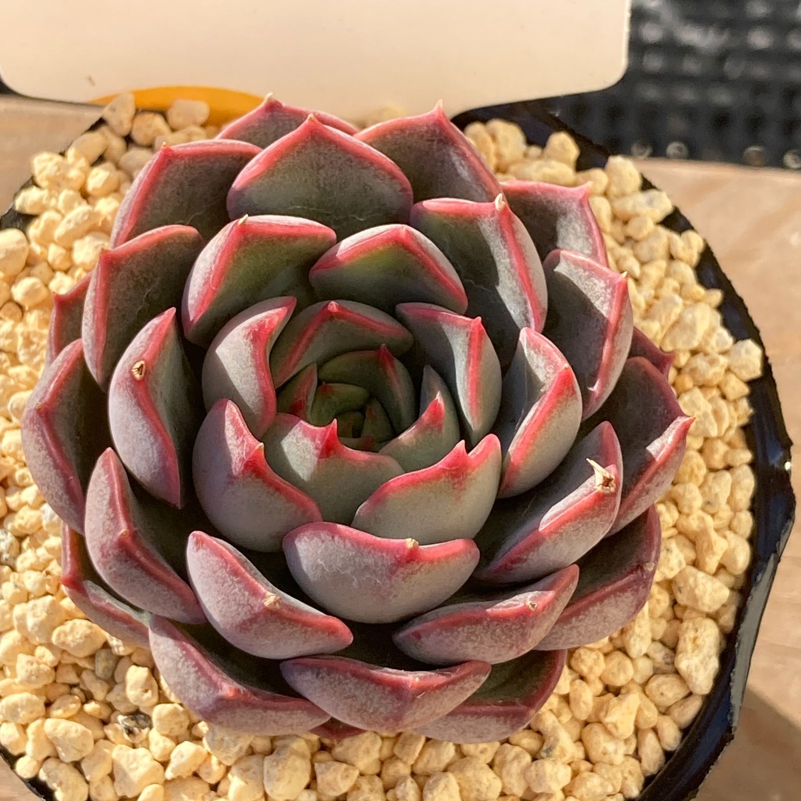 【新入荷】エケべリア　韓国苗　マルーンヒル　多肉植物 　s_6113 新入荷】エケべリア韓国苗 マルーンヒル 多肉植物 s_6113