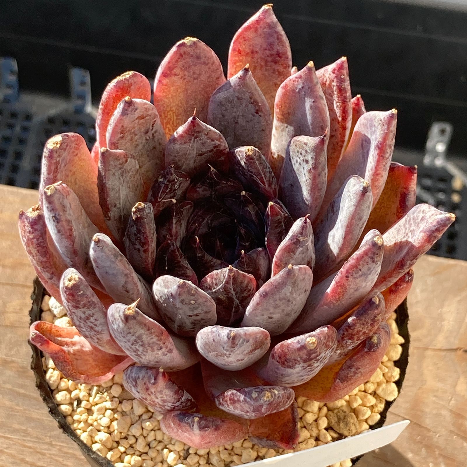 新入荷｜送料込】エケべリア 韓国苗 ブラックザラゴーサ｜チャンフィー