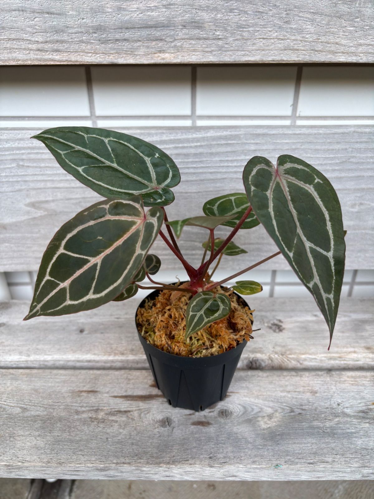 レッドクリスタリナム Anthurium Red crystallinum - メルカリ