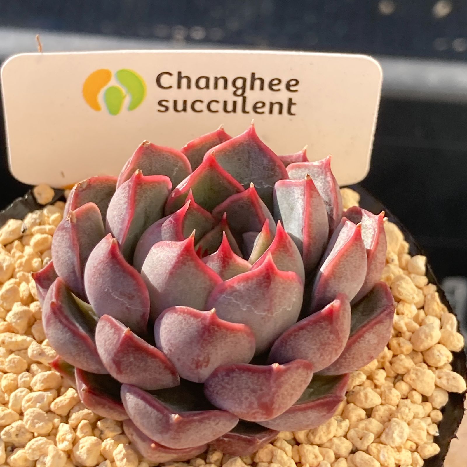 【新入荷】エケべリア　韓国苗　マルーンヒル　多肉植物 　s_6113 新入荷｜送料込】エケべリア 韓国苗 マルーンヒル｜チャンフィー苗