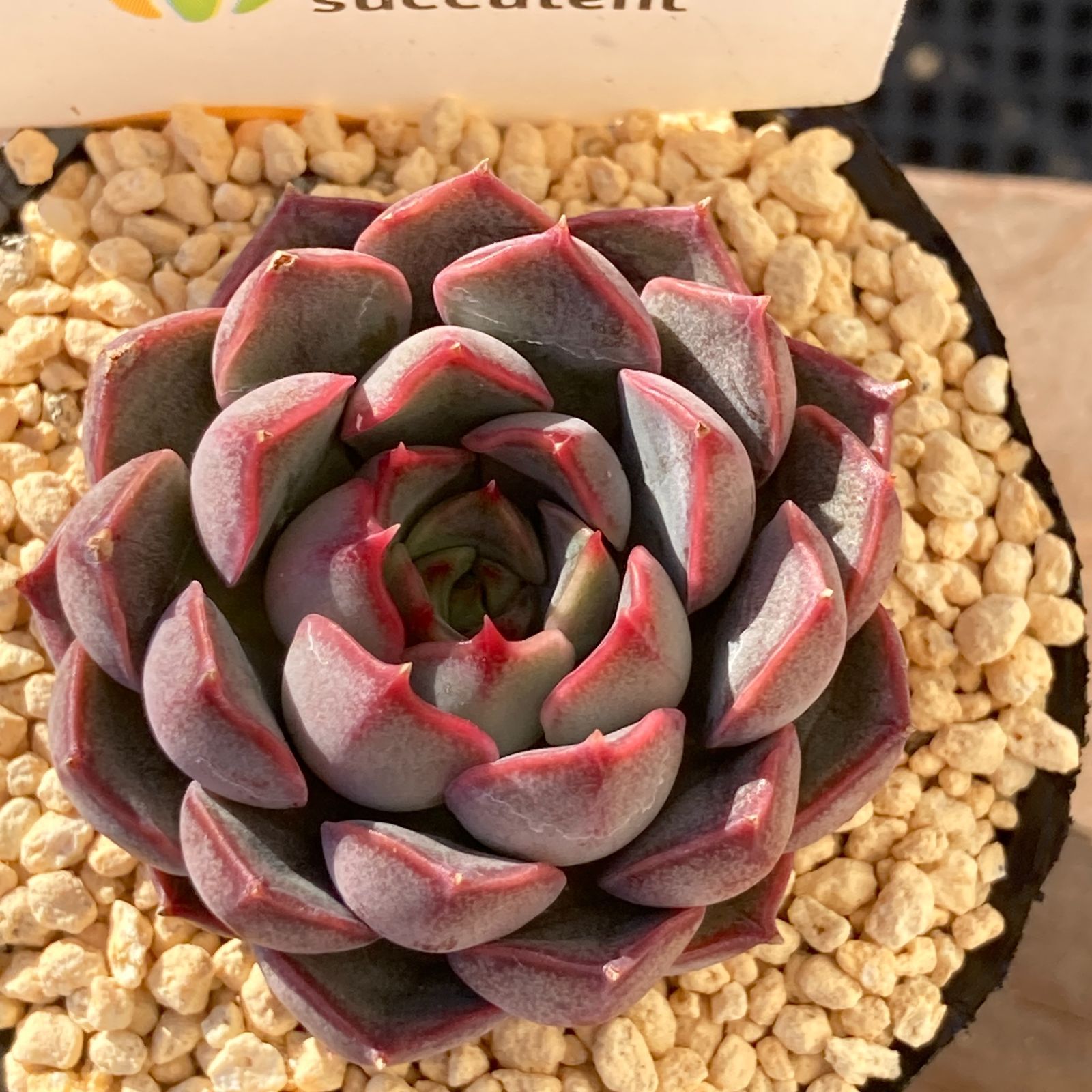 新入荷｜送料込】エケべリア 韓国苗 マルーンヒル｜チャンフィー苗