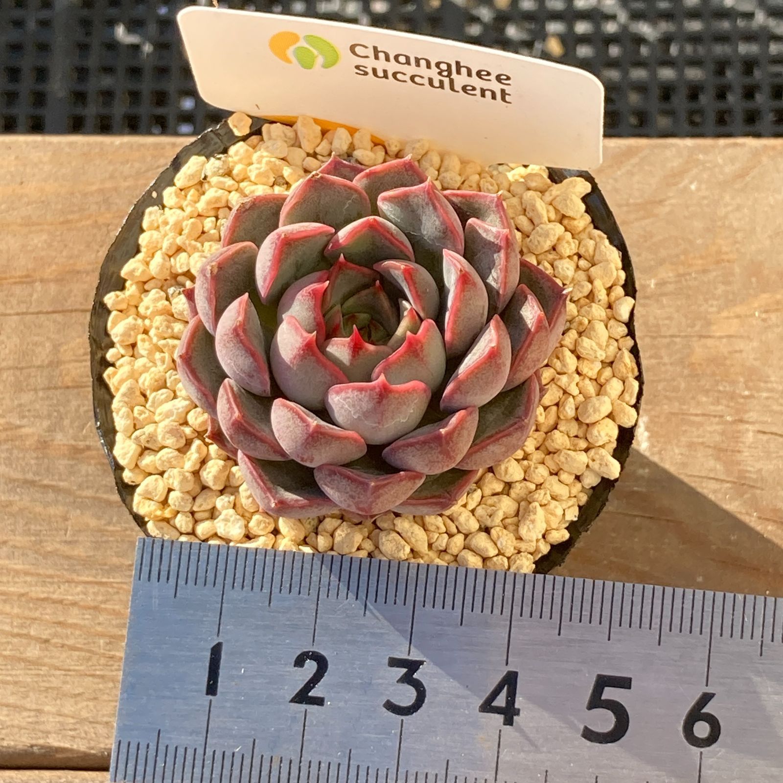 新入荷｜送料込】エケべリア 韓国苗 マルーンヒル｜チャンフィー苗