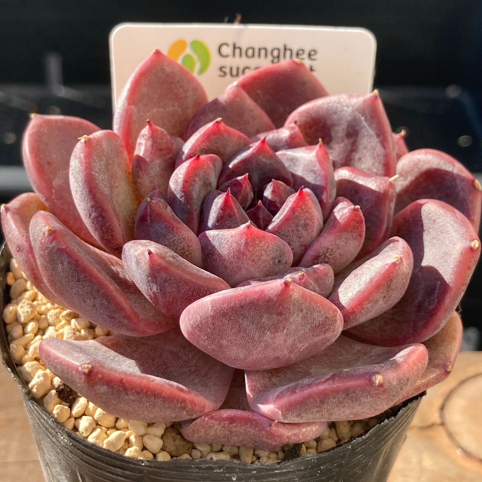 新入荷｜送料込】エケべリア 韓国苗 ブラックチェリー 大苗｜チャン