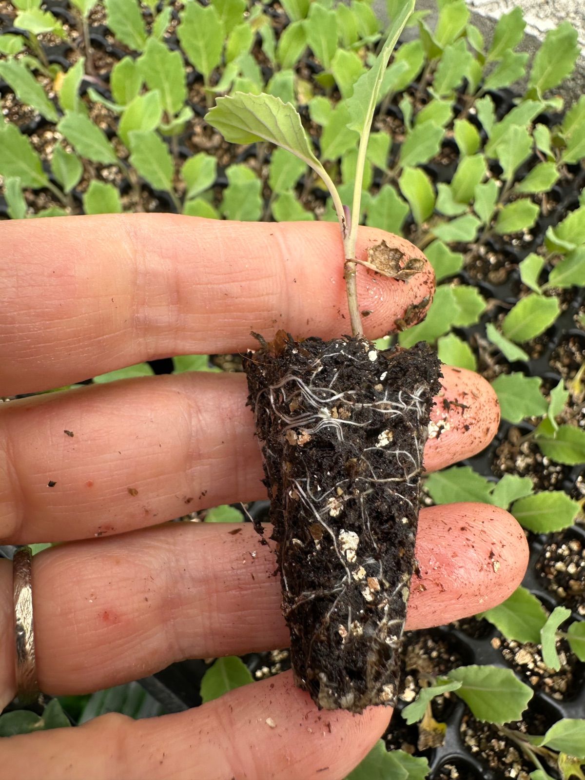 ネコポス。ブロッコリー×30 育苗中農薬不使用 - メルカリ