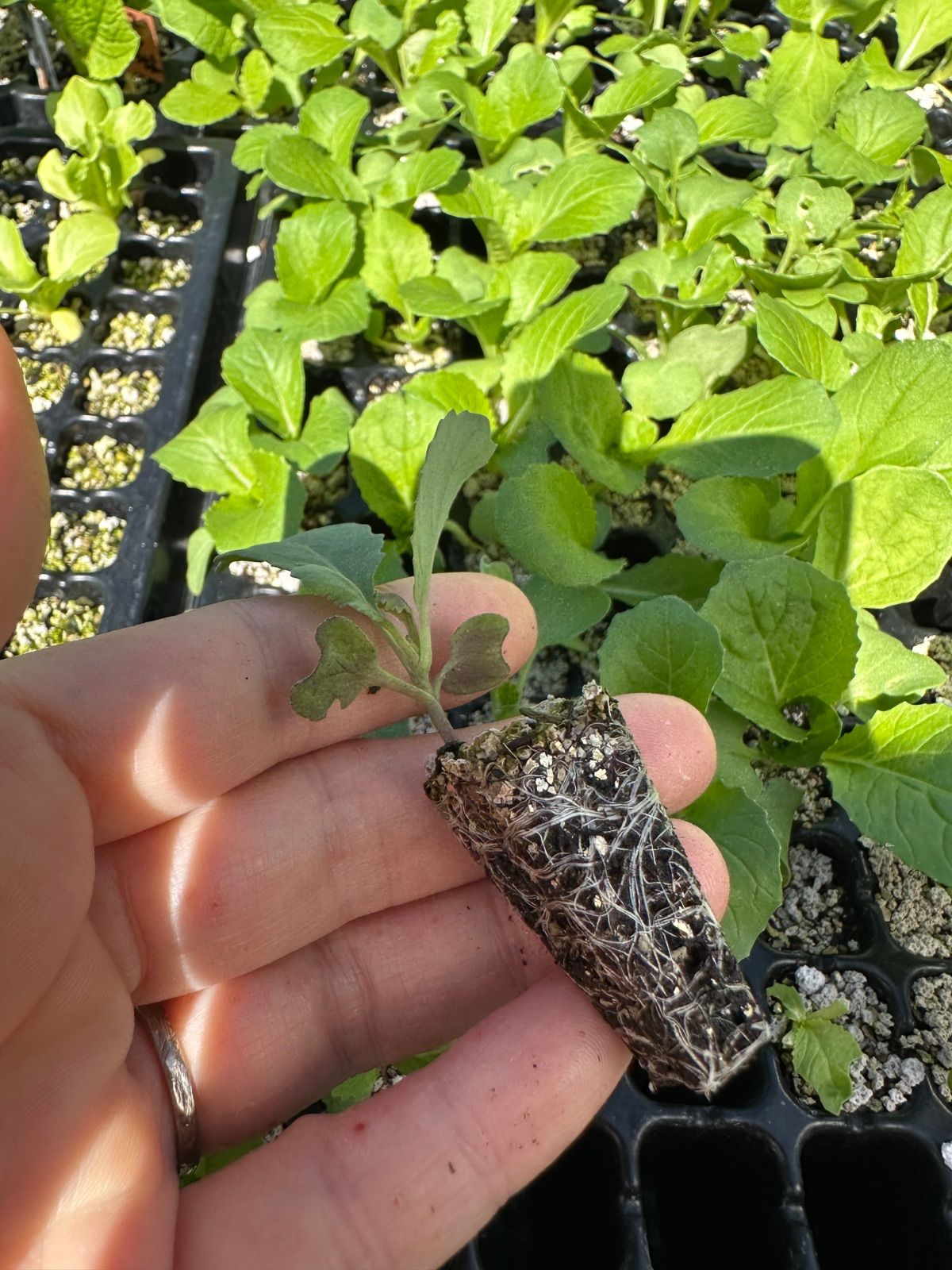 ネコポス。ブロッコリー×30 育苗中農薬不使用 - メルカリ