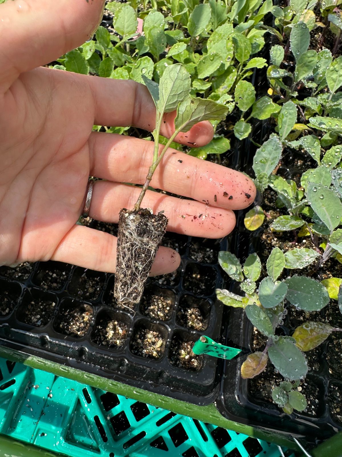 ネコポス。ブロッコリー×50 育苗中農薬不使用 - メルカリ