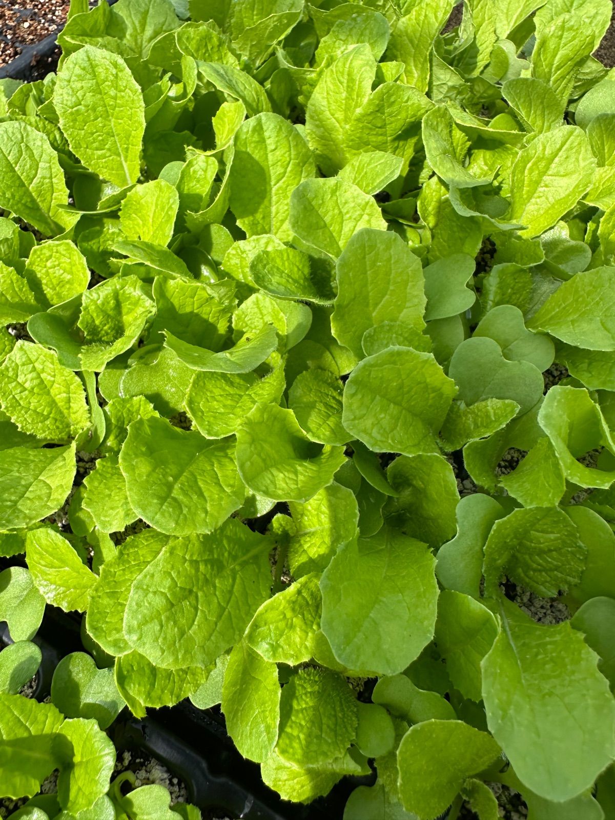 ネコポス。秋まき白菜×50 育苗中農薬不使用 - メルカリ