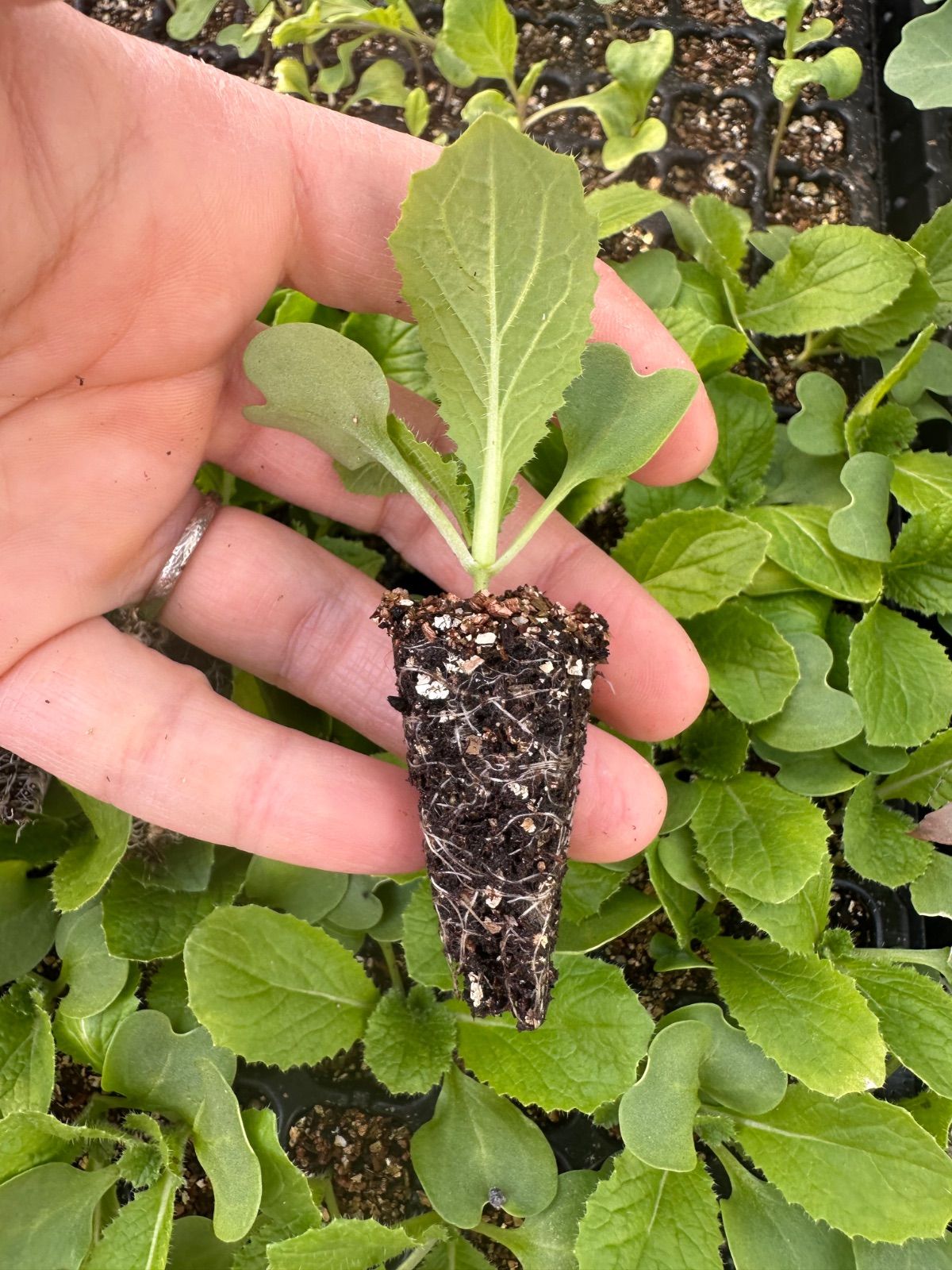 ネコポス。秋まき白菜×50 育苗中農薬不使用 - メルカリ