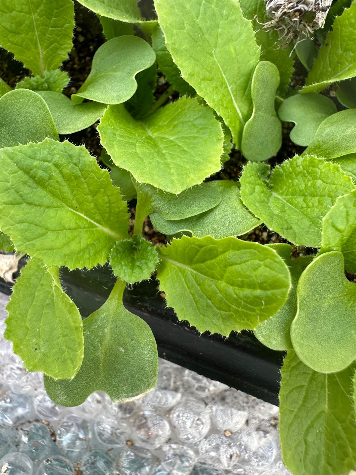 購入前コメント必須。説明確認。秋みょうがネコポスいっぱい 無農薬 自然栽培 購入前コメント必須。説明確認。秋みょうがネコポスいっぱい 無農薬