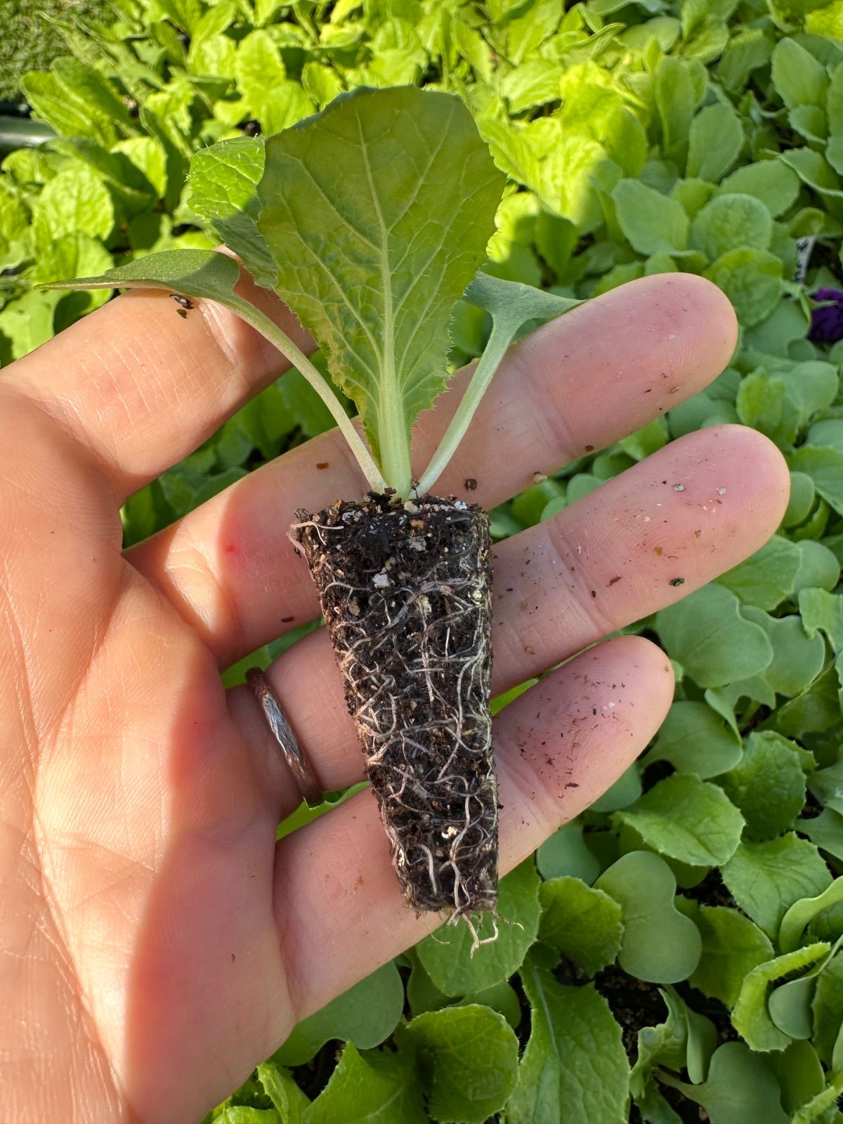 ネコポス。秋まき白菜×50 育苗中農薬不使用 - メルカリ