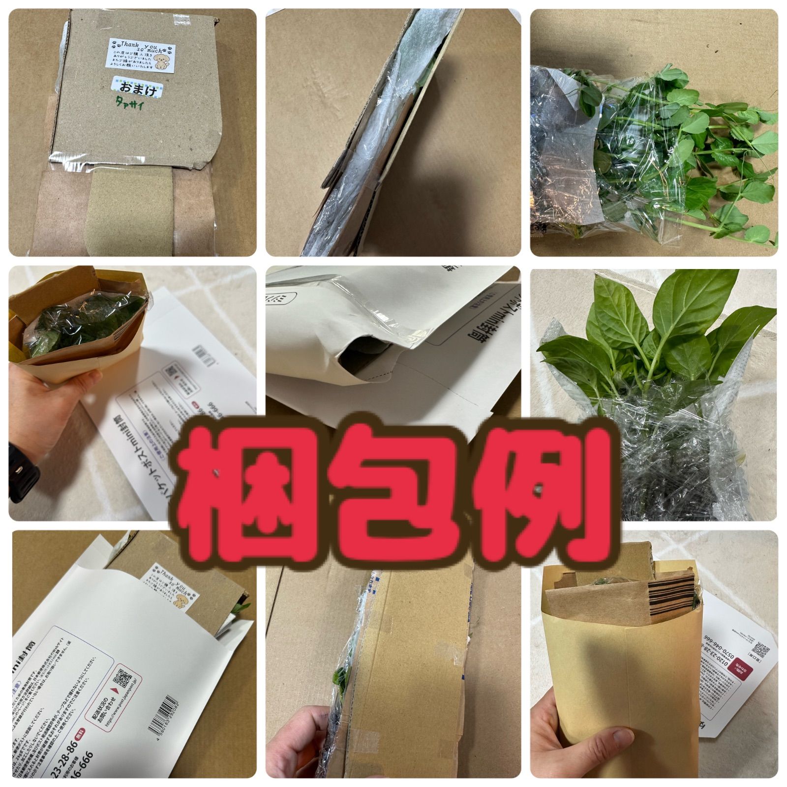 ネコポス。秋まき白菜×50 育苗中農薬不使用 - メルカリ