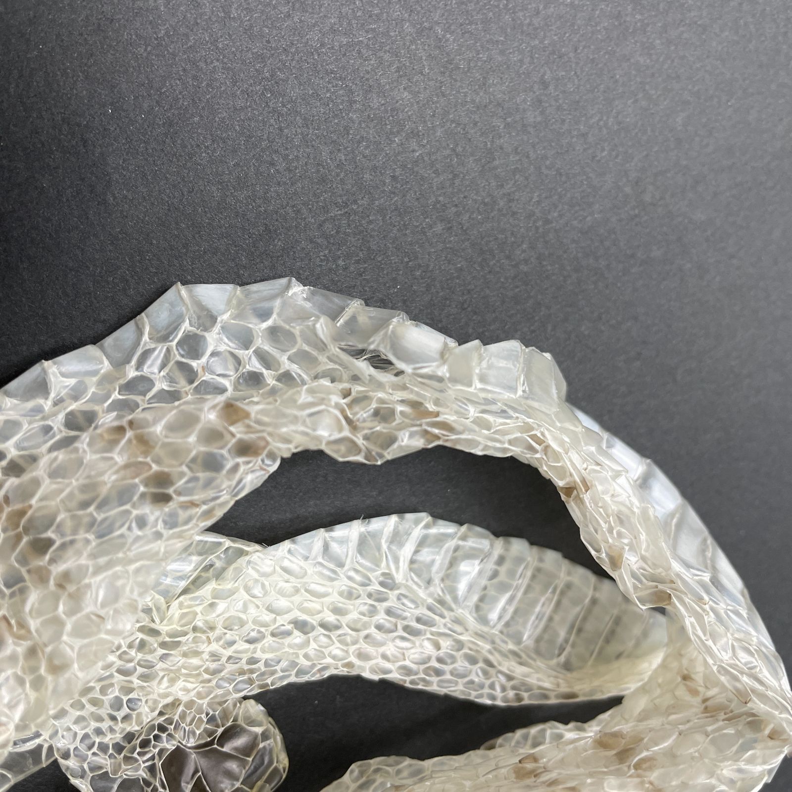 蛇の抜け殻 3匹分セット 開運 縁起物 金運 ヘビの抜け殻 まとめ売り T