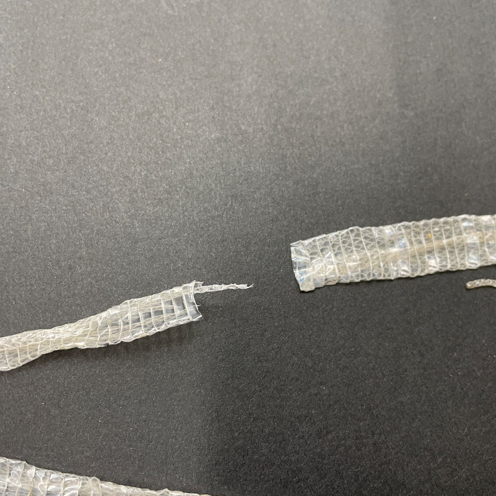 白蛇抜け殻 幼蛇 2匹分セット 開運 縁起物 子宝 ヘビの抜け殻 S-10