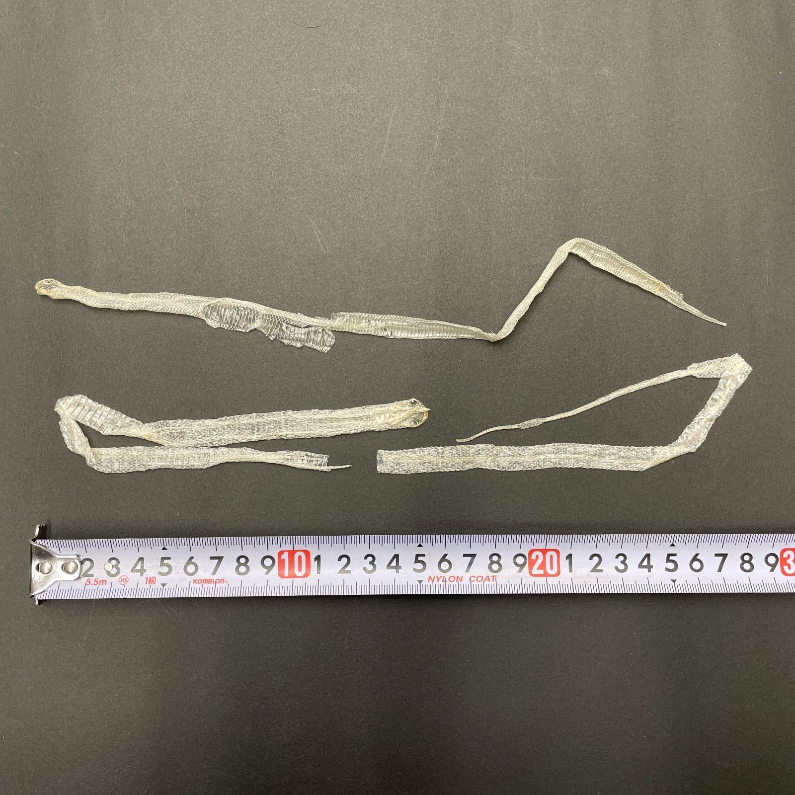 白蛇抜け殻 幼蛇 2匹分セット 開運 縁起物 子宝 ヘビの抜け殻 S-10