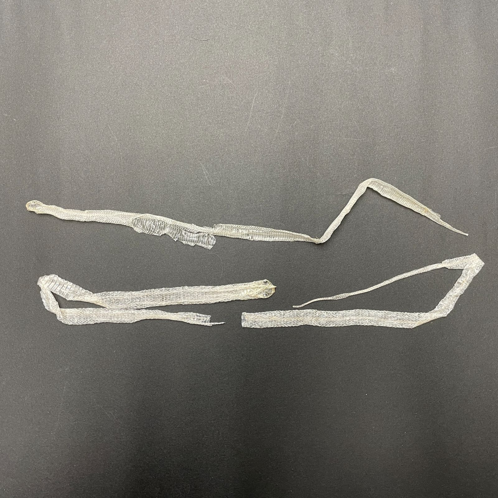 白蛇抜け殻 幼蛇 2匹分セット 開運 縁起物 子宝 ヘビの抜け殻 S-10