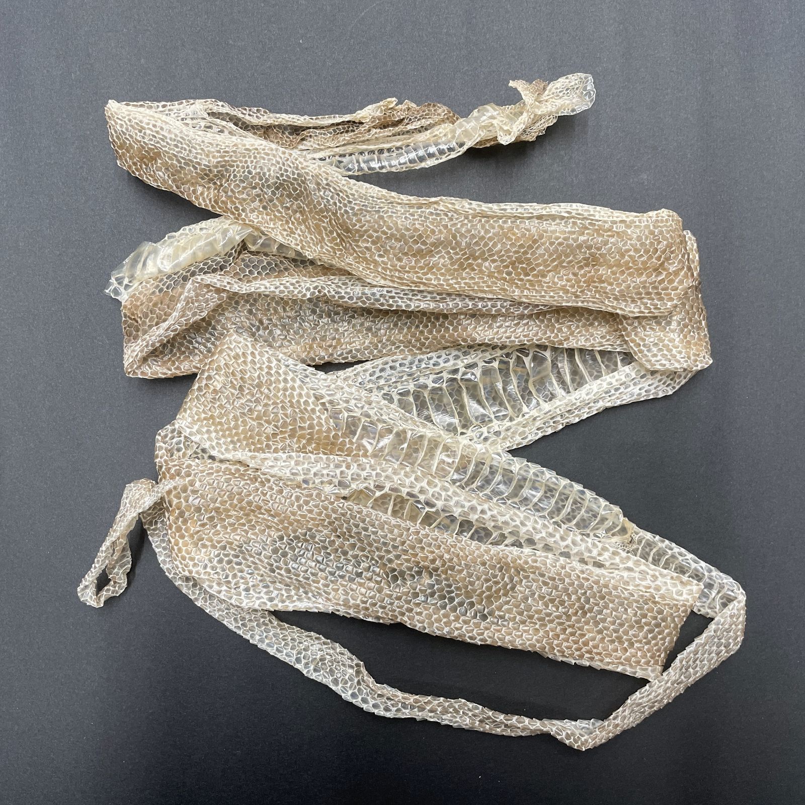 蛇の抜け殻 約176cm 縁起物 金運 開運 ヘビの抜け殻 HC-17