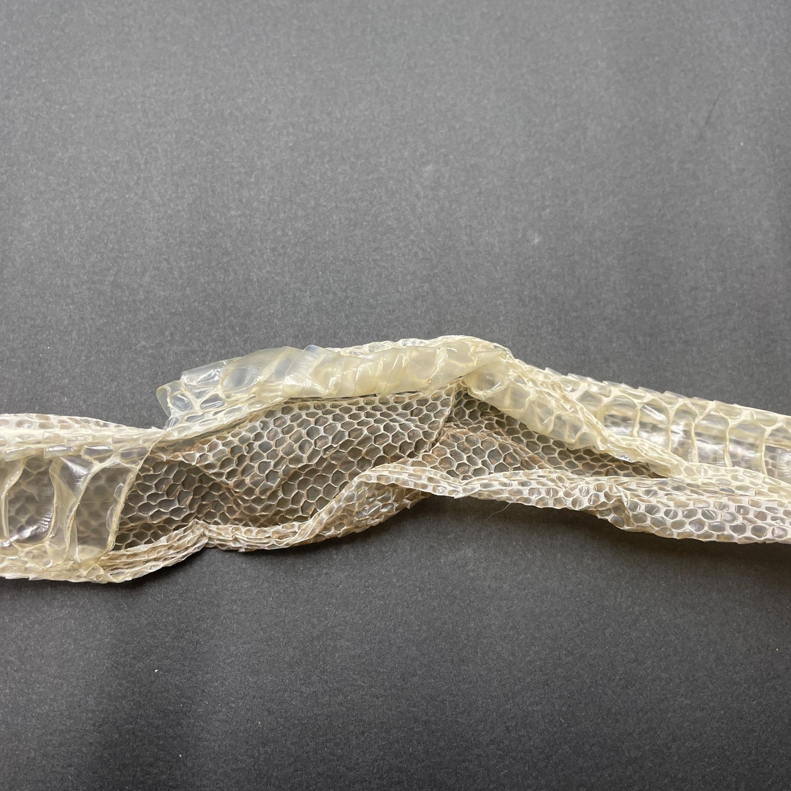 蛇の抜け殻 約176cm 縁起物 金運 開運 ヘビの抜け殻 HC-17