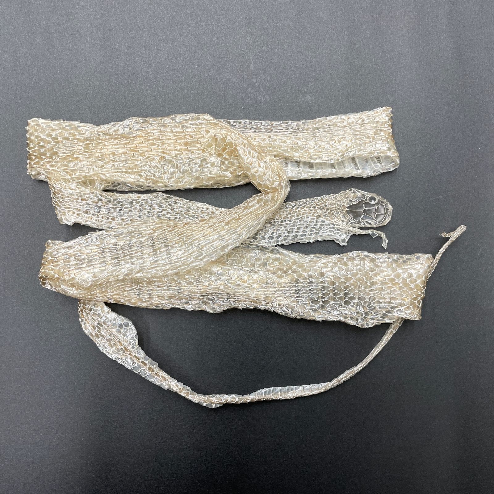 新品】蛇の抜け殻アート縁起物 蛇の抜け殻 【公式通販】