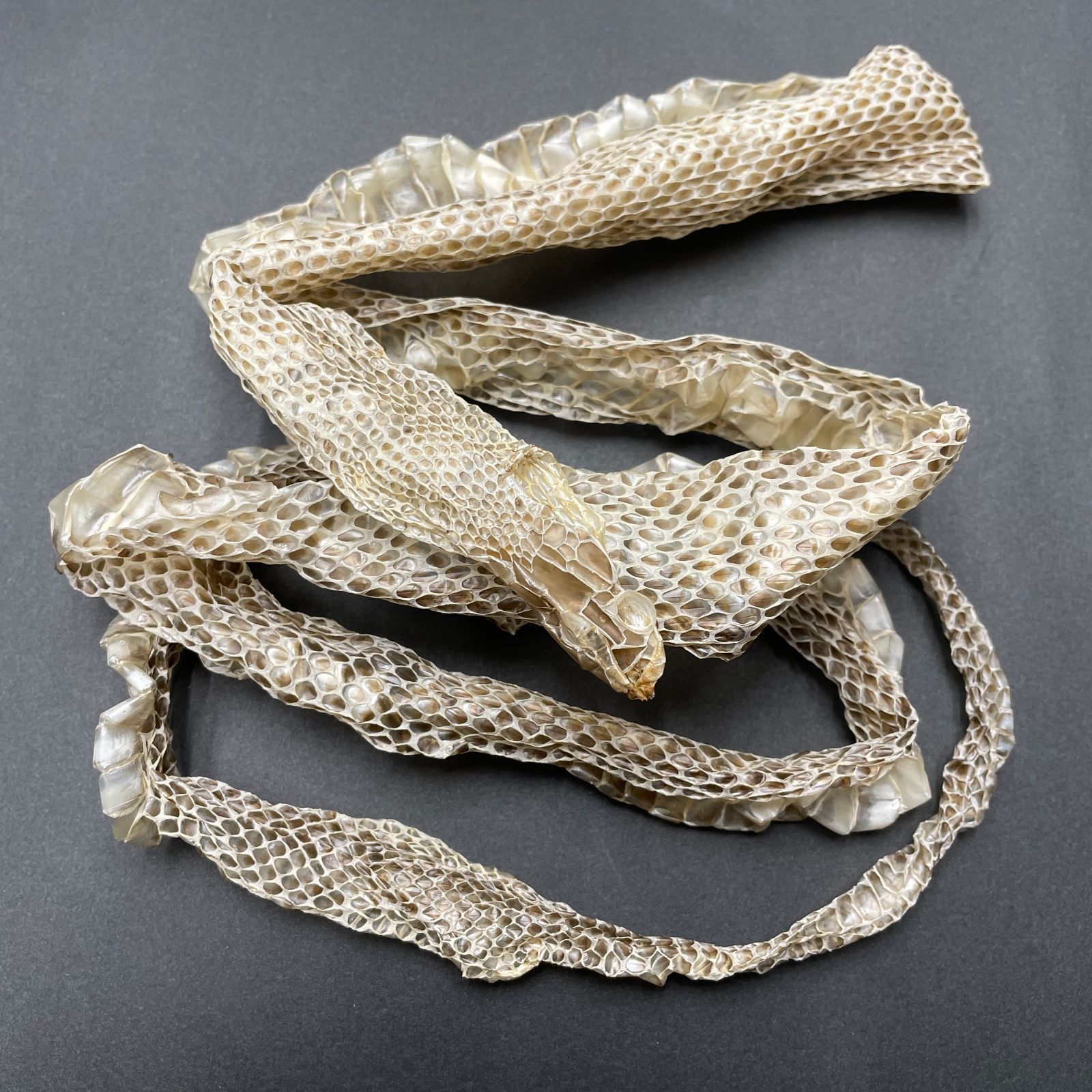 リピート あろん様ライト5リットル イオニート