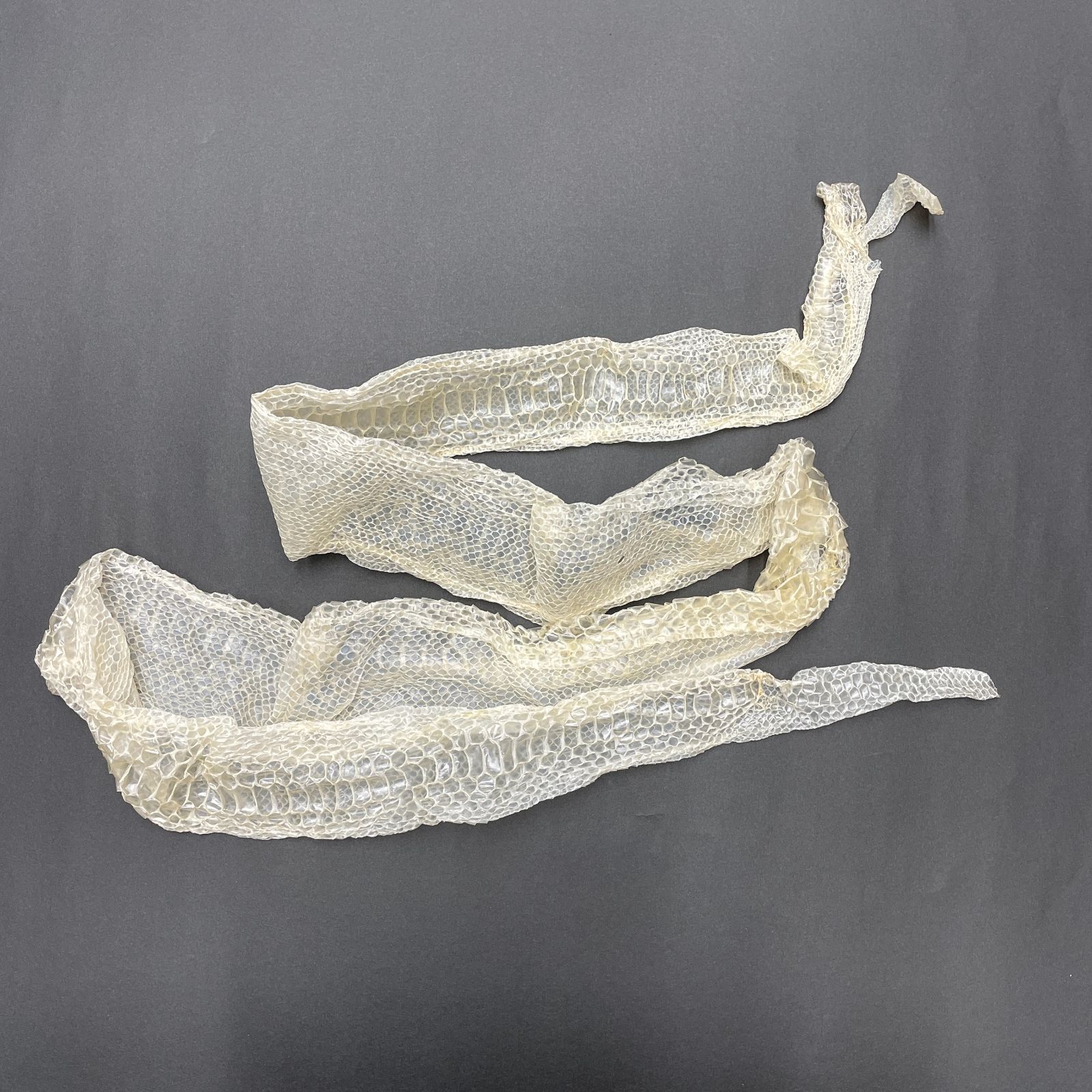 白ヘビの抜け殻 白蛇の抜け殻 約145cm 縁起物 金運 開運 ヘビの抜け殻 小売業者 HC-9