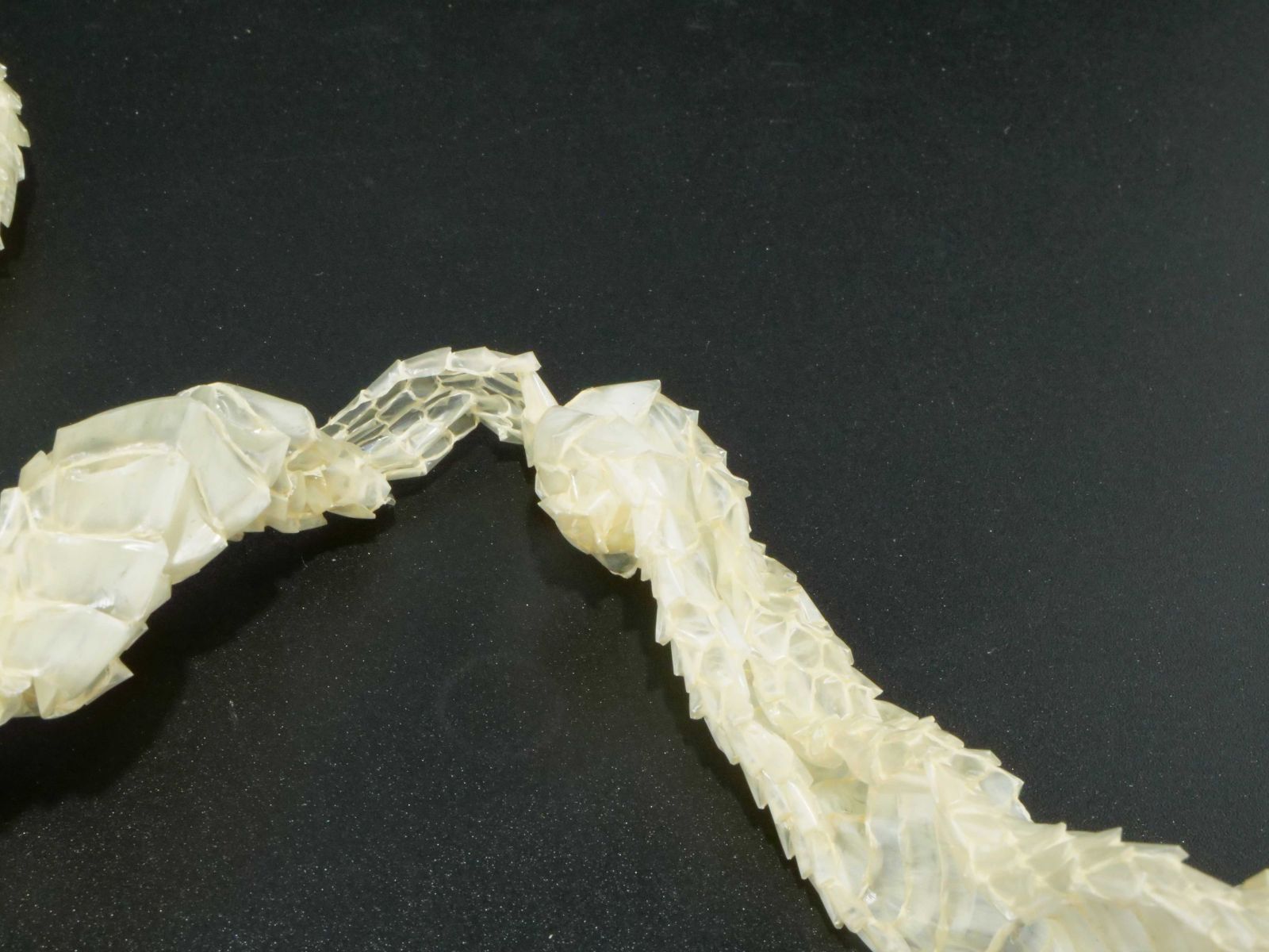 白蛇の抜け殻 開運 縁起物 金運 S14 - メルカリ