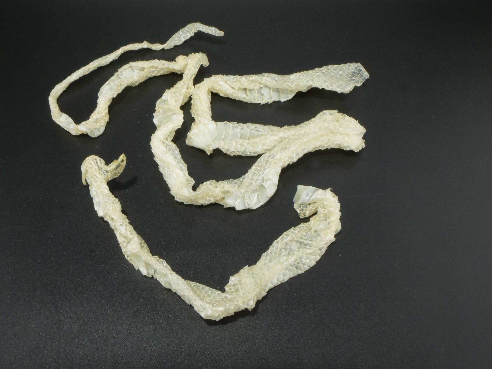 白蛇抜け殻一体売り！！ 白蛇の抜け殻 開運 縁起物 金運 S14 - メルカリ