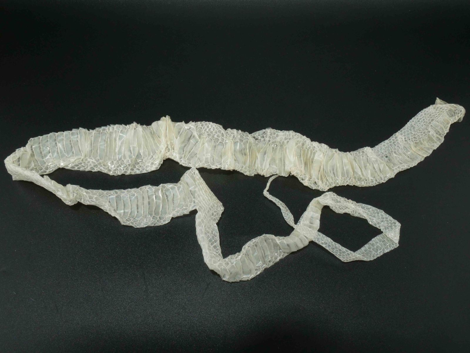 手芸素材・材料 赤目・白蛇の抜け殻 125cm【 開運/縁起物 】金運 S12