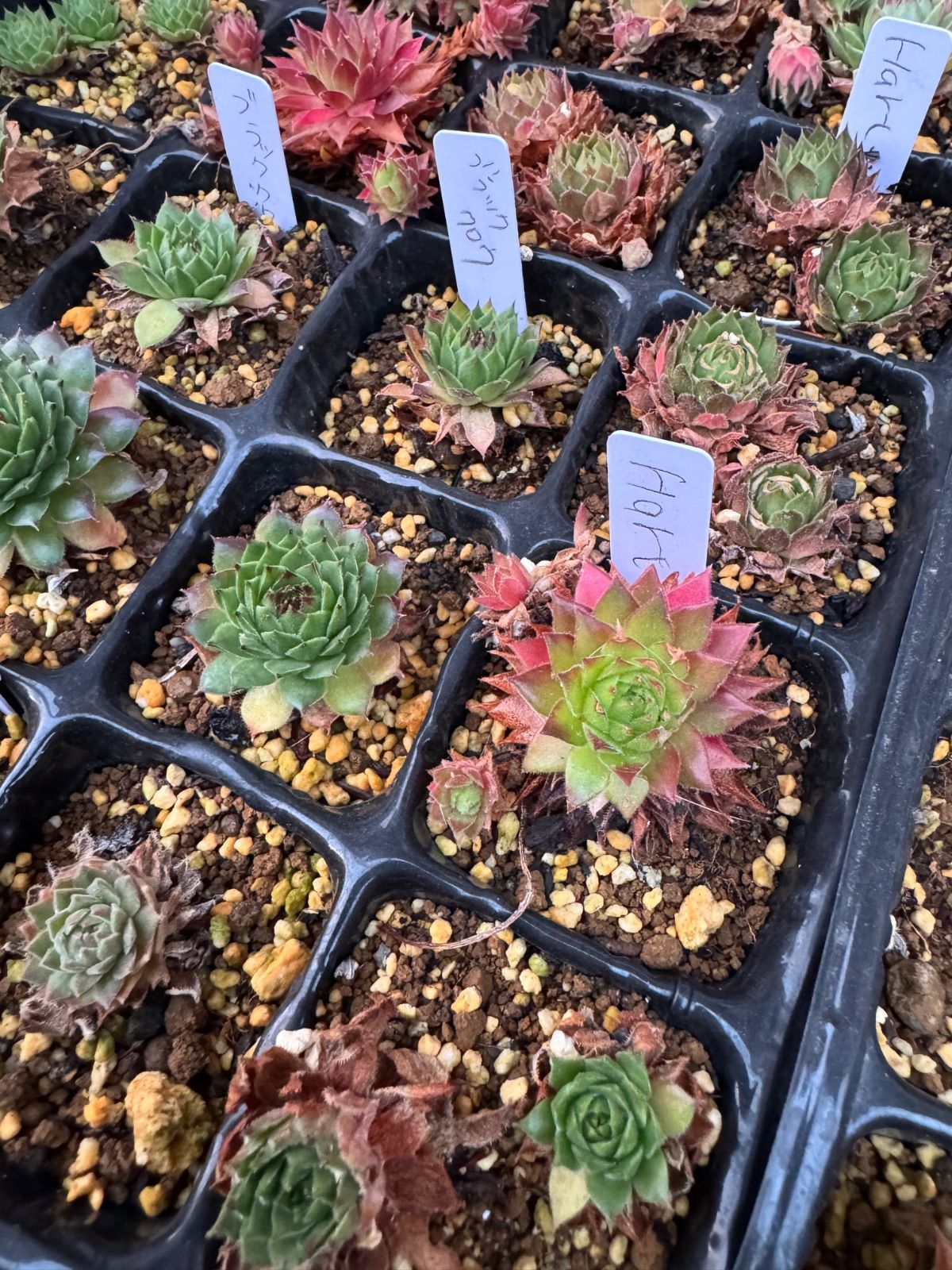 ①A　センペルビウムセット センペルビウムセット！訳あり - メルカリ