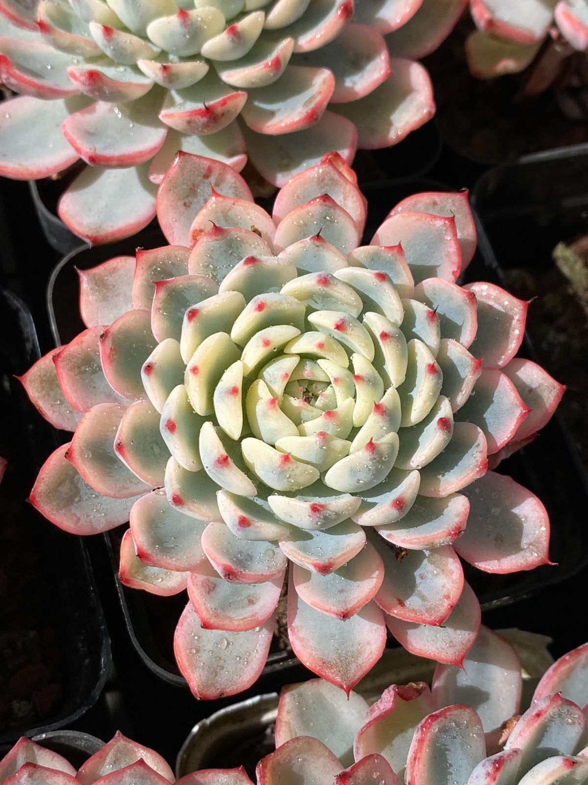 Top【選抜株】多肉植物　264594パチフィラム　35個　鉢無し/脱土 多肉植物セット 抜き苗 Top【選抜株】多肉植物 264594パチフィラム 35