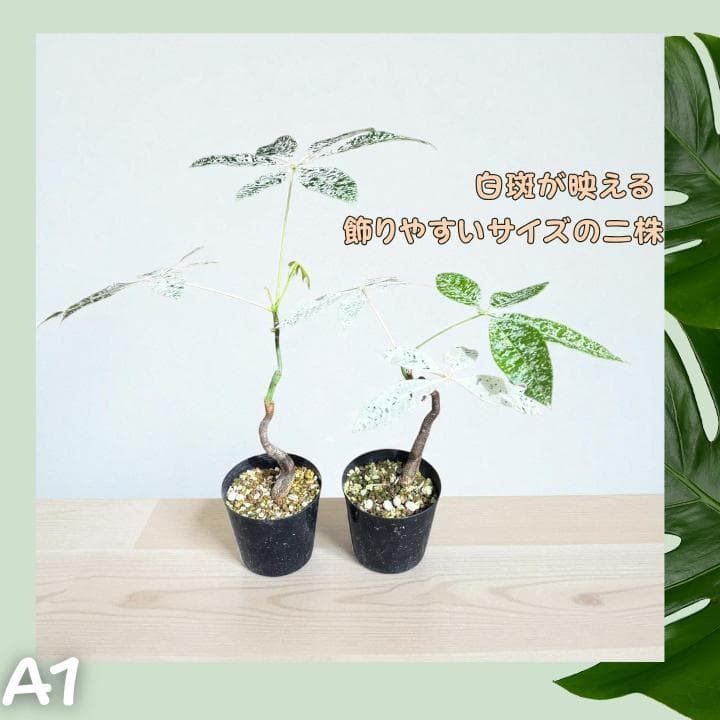 パキラ ミルキーウェイ 二株セット｜個性派曲がり仕立て｜3.5寸