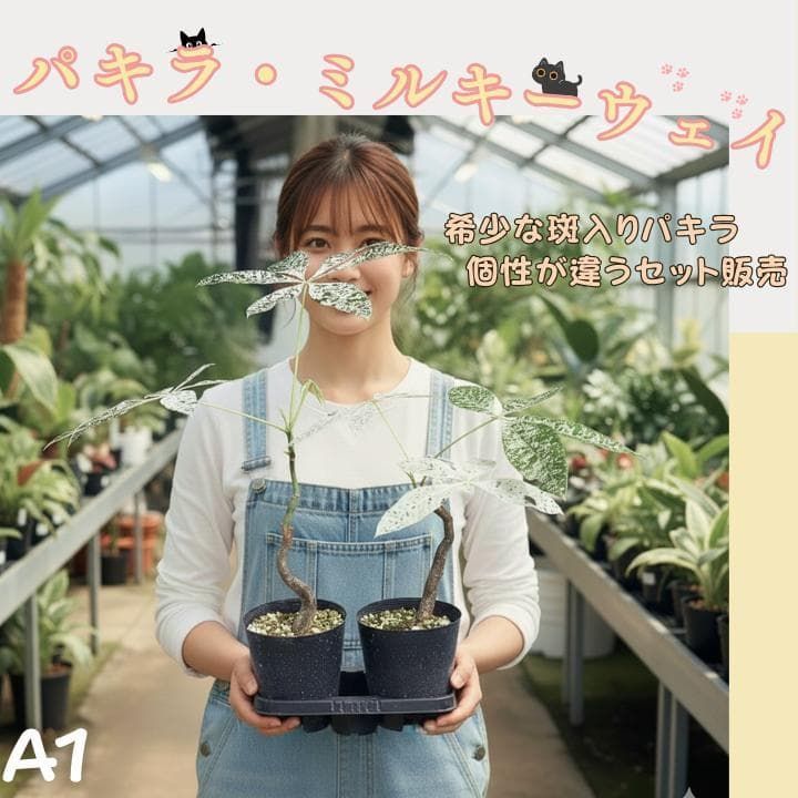 パキラ ミルキーウェイ 二株セット｜個性派曲がり仕立て｜3.5寸