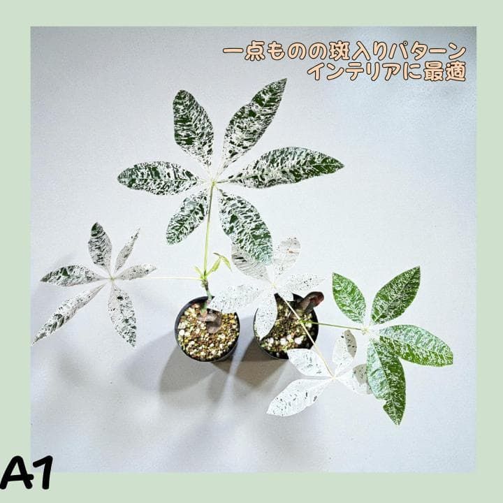 パキラ ミルキーウェイ 3株セット パキラ ミルキーウェイ 3株セット パキラ ミルキーウェイ 3株セット