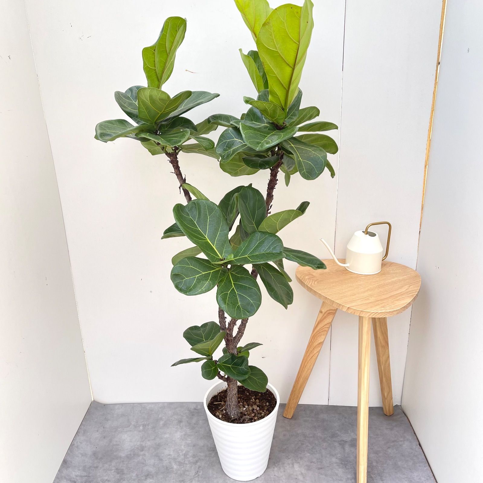 観葉植物 カシワバゴム フィカス リラータ 3【現品】観葉植物 大型 室内