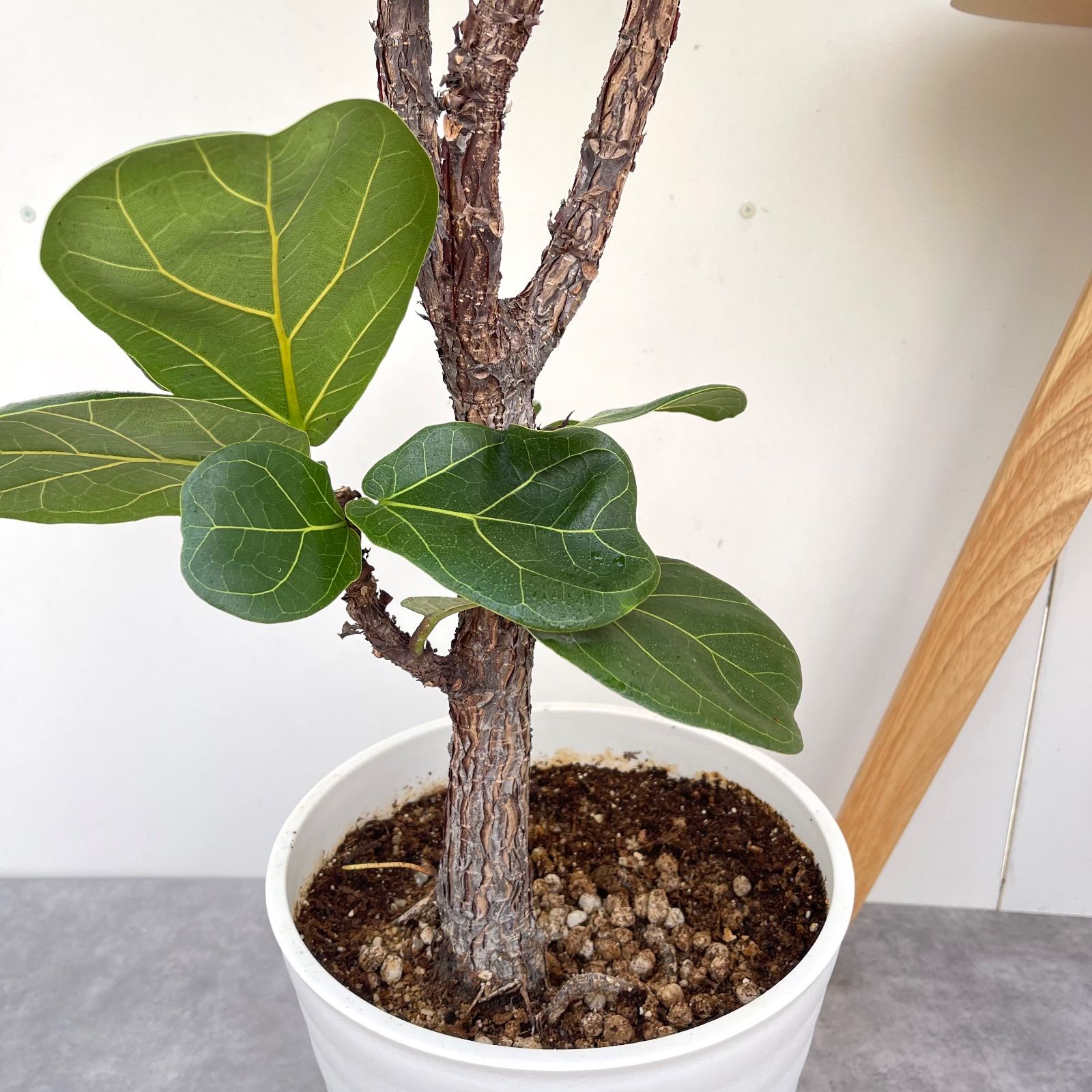 大型 カシワバゴム リラータ 3観葉植物 大型 室内 フィカス 大型 カシワバゴム リラータ 3観葉植物 大型 室内 フィカス