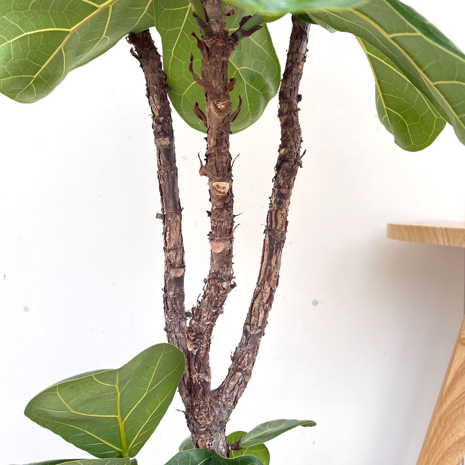 観葉植物 カシワバゴム フィカス リラータ 3【現品】観葉植物 大型 室内