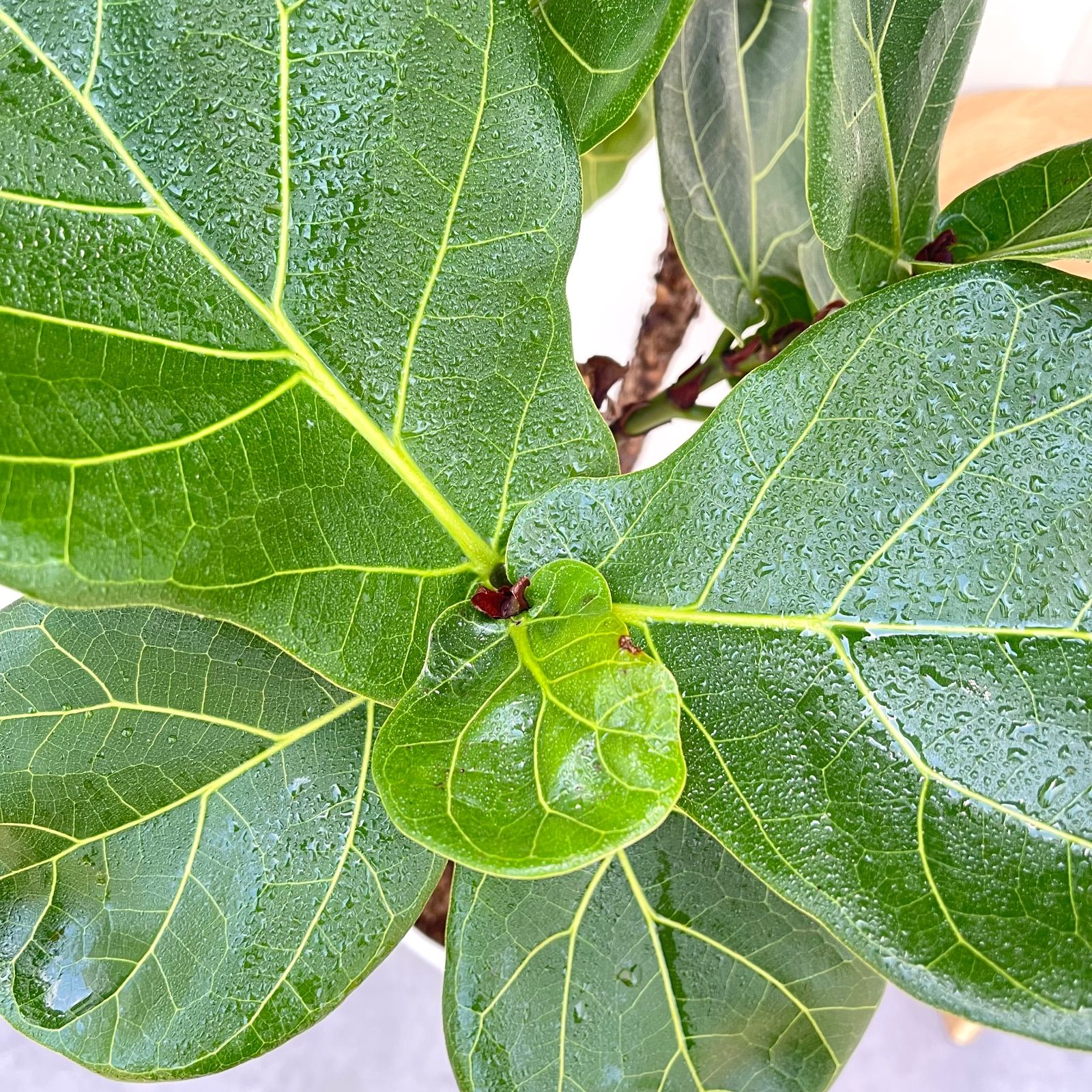 観葉植物 カシワバゴム フィカス リラータ 3【現品】観葉植物 大型 室内