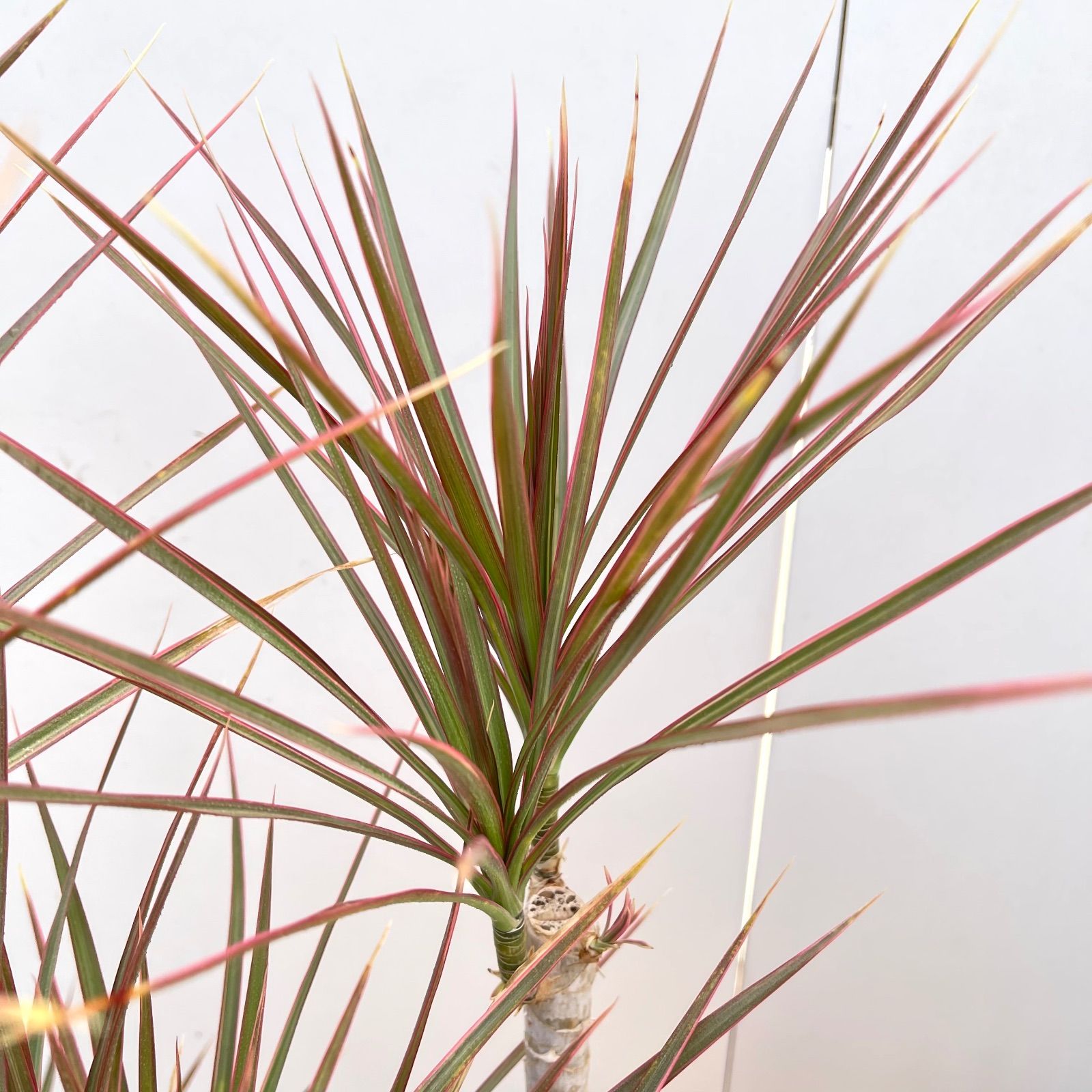 現品 ドラセナ コンシンネ レインボー 12番 観葉植物 特大 インテリア