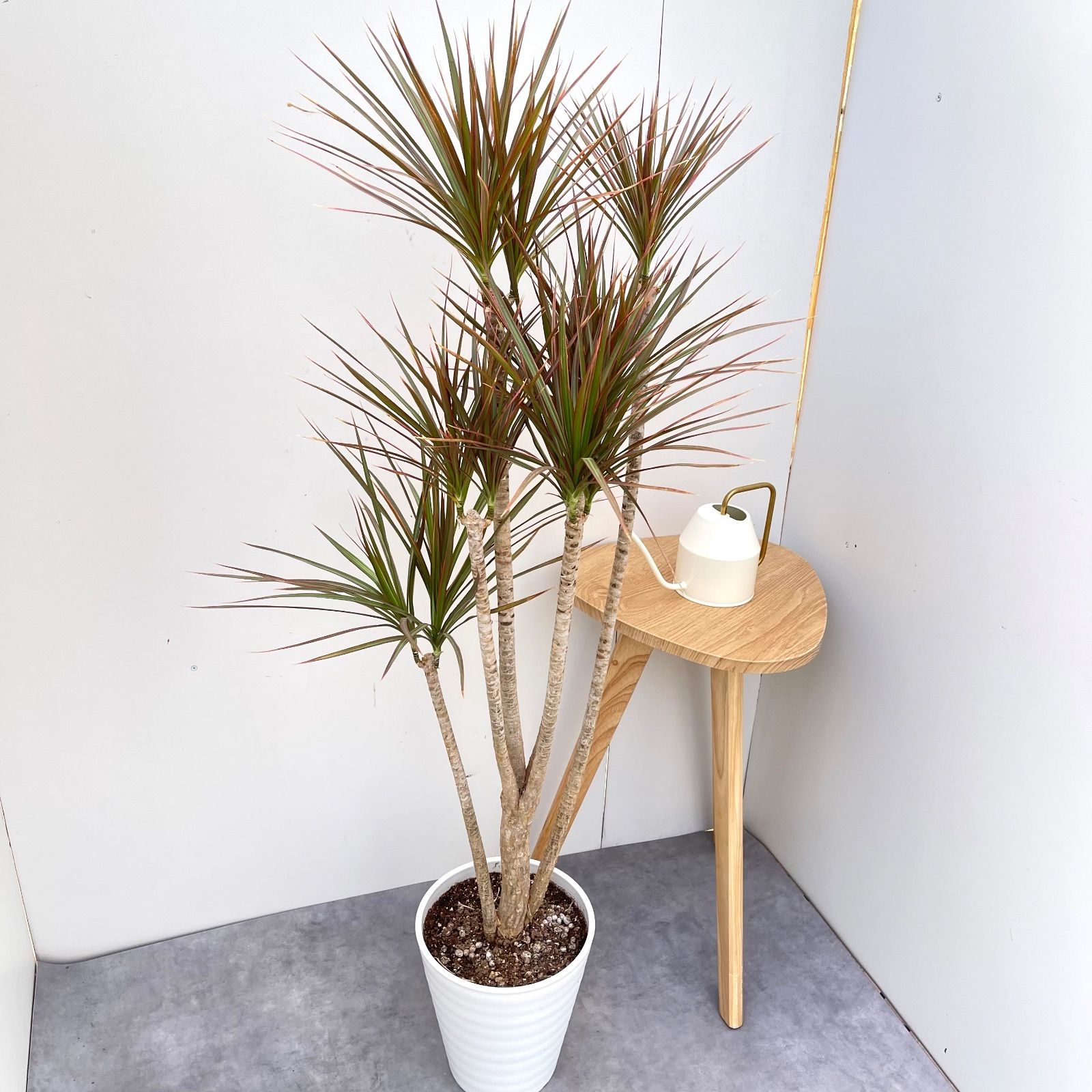 現品 ドラセナ コンシンネ レインボー 12番 観葉植物 特大 インテリア