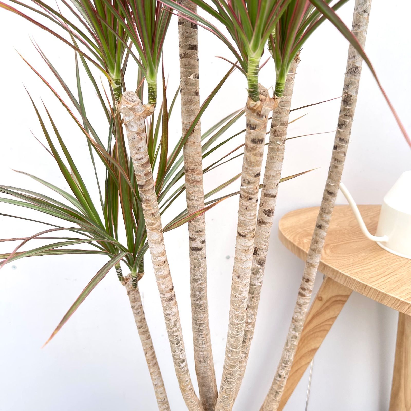 ドラセナ コンシンネ レインボー 7【現品】観葉植物 室内 大型 - メルカリ