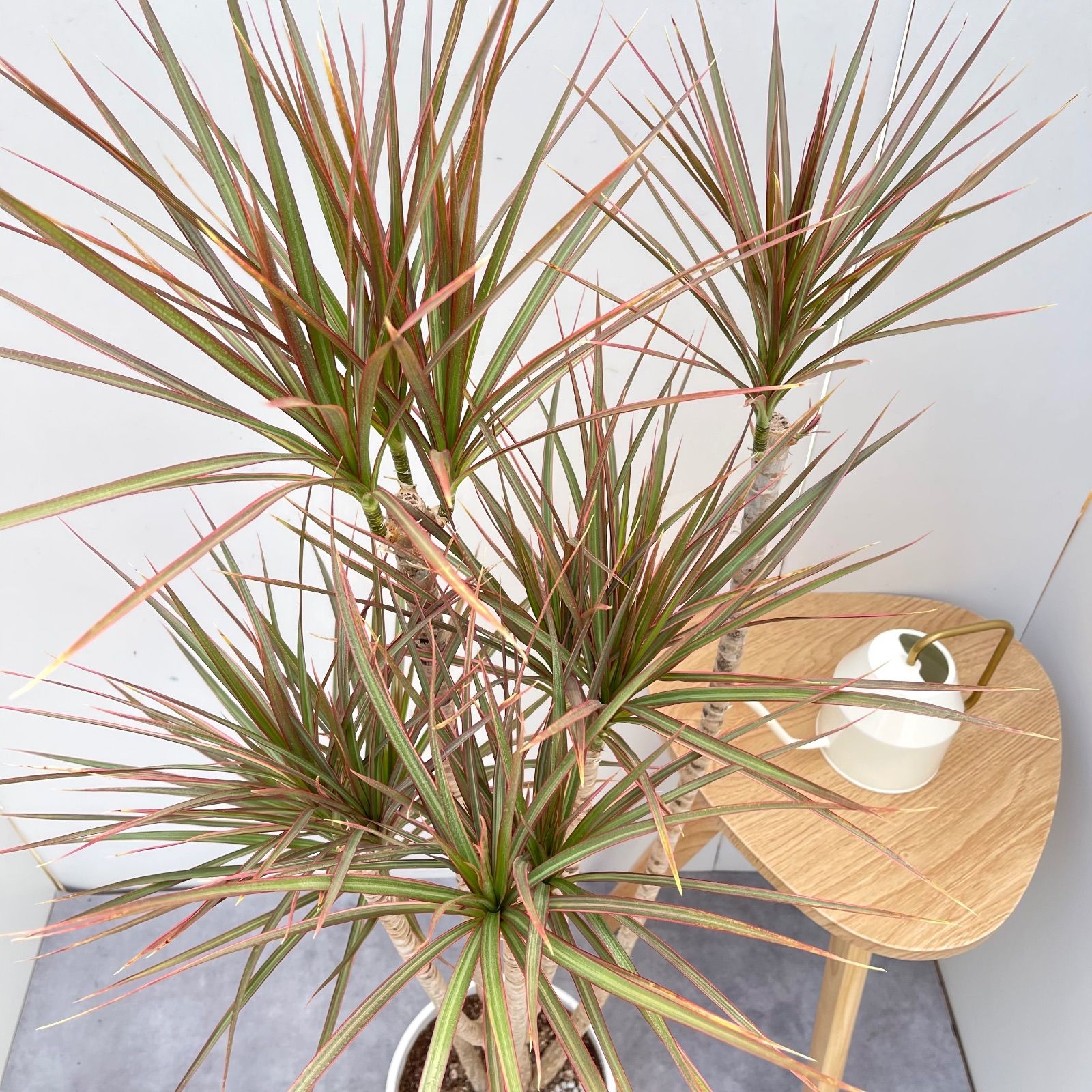 ドラセナ コンシンネ レインボー 7【現品】観葉植物 室内 大型 - メルカリ