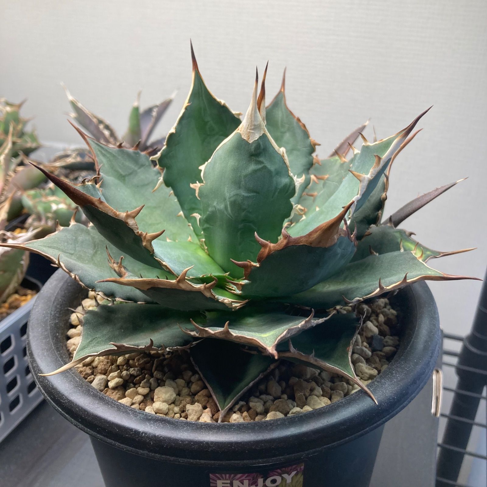 ⑥ アガベ チタノタ オテロイ - メルカリ