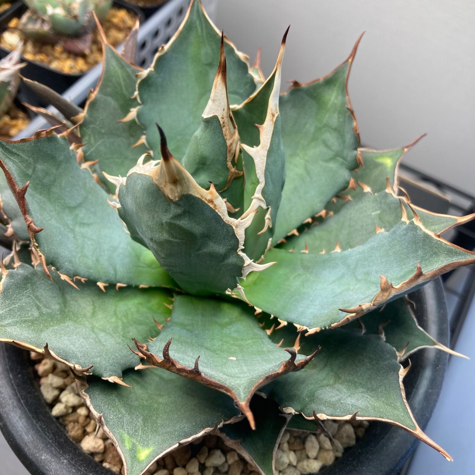 ⑥ アガベ チタノタ オテロイ - メルカリ